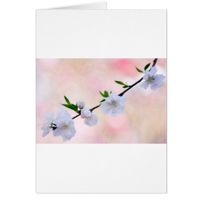 Pfirsich-Blüte (Vorne)