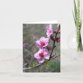 Pfirsich-Blüte - besonders angefertigt Karte