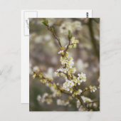 Pfirsich-Blüten Postkarte (Vorne/Hinten)