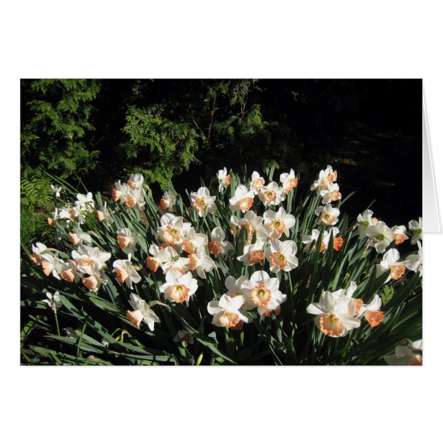 Pfirsich Daffodiles (Vorderseite (Horizontal))