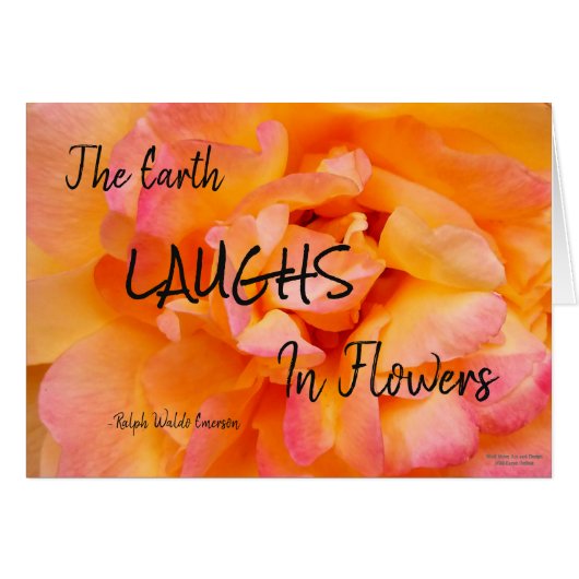 Pfirsich-gelbes rosa Mischungs-Rosen-Blumen-Foto (Vorderseite (Horizontal))