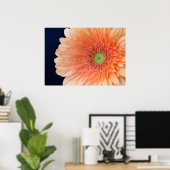 Pfirsich Gerbera Poster (Heimbüro)