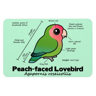 Pfirsich-gesichtige Lovebird-Statistiken Magnet