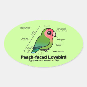 Pfirsich-gesichtige Lovebird-Statistiken Ovaler Aufkleber