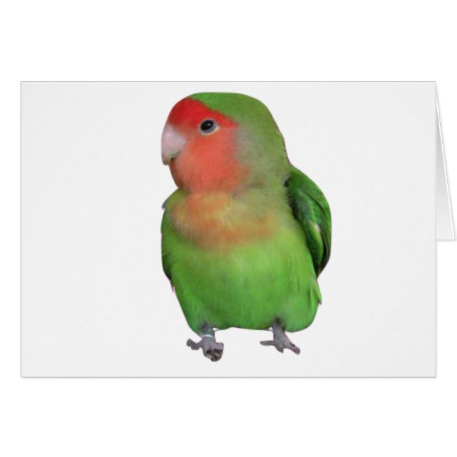 Pfirsich-gesichtiger Lovebird (Vorderseite (Horizontal))