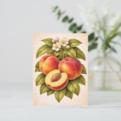 Pfirsich-Illustration im Vintage-Stil Postkarte (Stehend Vorderseite)