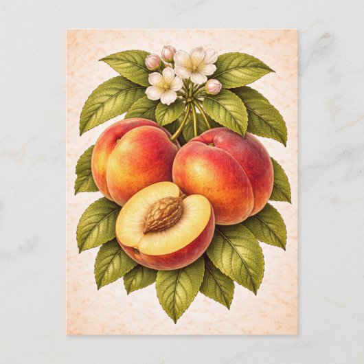 Pfirsich-Illustration im Vintage-Stil Postkarte (Vorderseite)