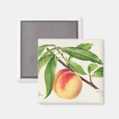 Pfirsich Magnet (Vorderseite/Rückseite)