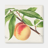 Pfirsich Magnet (Vorne)