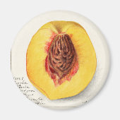 Pfirsich Magnet (Vorne)