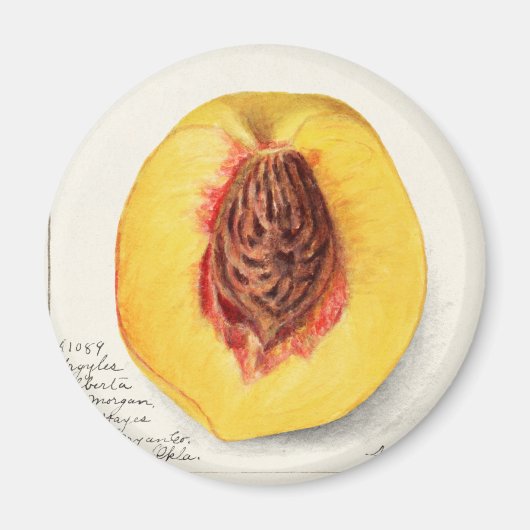 Pfirsich Magnet (Vorne)