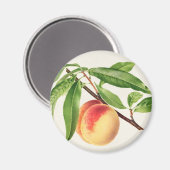 Pfirsich Magnet (Vorderseite/Rückseite)