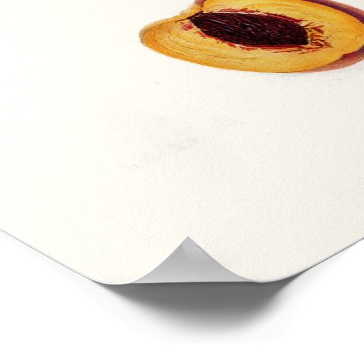 Pfirsich Poster (Ecke)