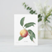 Pfirsich Postkarte (Stehend Vorderseite)