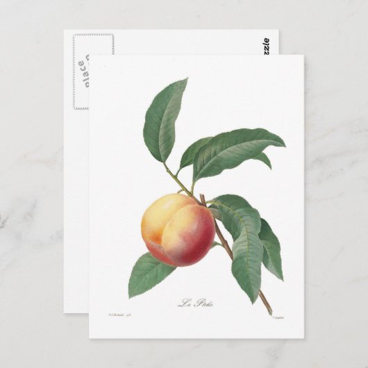 Pfirsich Postkarte (Vorne/Hinten)