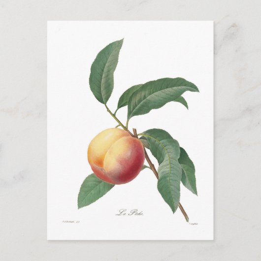 Pfirsich Postkarte (Vorderseite)