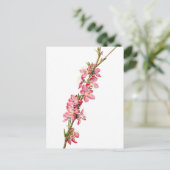Pfirsich (Prunus) Blume - Vintage botanische Kunst Postkarte (Stehend Vorderseite)