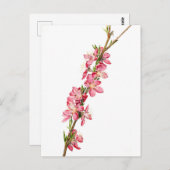 Pfirsich (Prunus) Blume - Vintage botanische Kunst Postkarte (Vorne/Hinten)