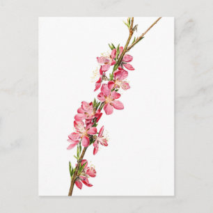 Pfirsich (Prunus) Blume - Vintage botanische Kunst Postkarte