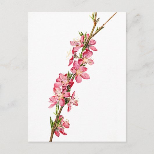 Pfirsich (Prunus) Blume - Vintage botanische Kunst Postkarte (Vorderseite)