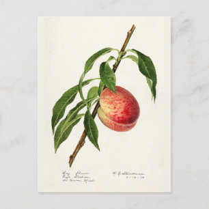 Pfirsich (Prunus Persica) Aquarellmalerei Postkarte