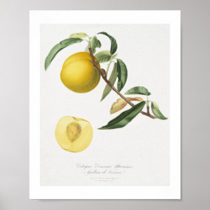 Pfirsich (Prunus persica) aus Pomona Italiana Poster