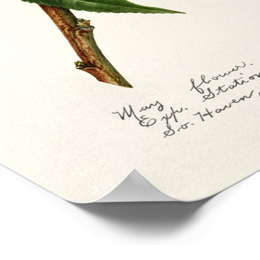 Pfirsich (Prunus Persica) Fruchtfarben Poster (Ecke)