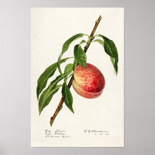 Pfirsich (Prunus Persica) Fruchtfarben Poster