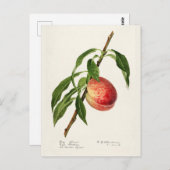 Pfirsich (Prunus Persica) Fruchtfarben Postkarte (Vorne/Hinten)
