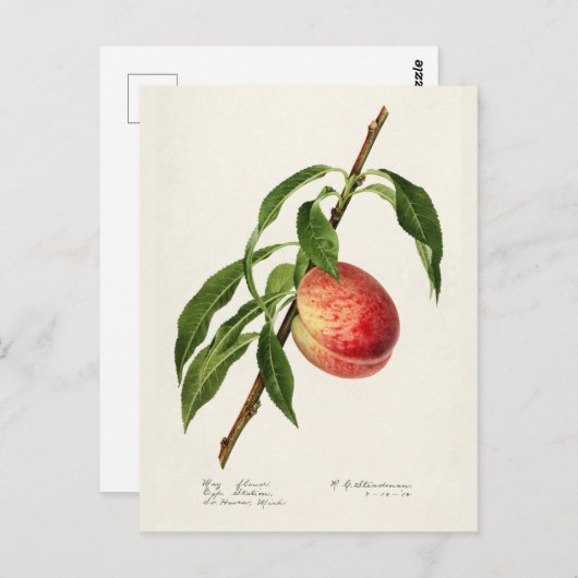 Pfirsich (Prunus Persica) Fruchtfarben Postkarte (Vorne/Hinten)