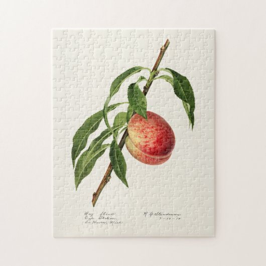 Pfirsich (Prunus Persica) Fruchtfarben Puzzle (Vertikal)