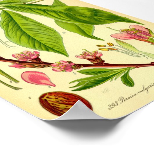 Pfirsich (Prunus persica) Poster (Ecke)