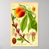 Pfirsich (Prunus persica) Poster (Vorne)