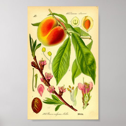 Pfirsich (Prunus persica) Poster (Vorne)