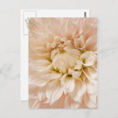 Pfirsich, Rosa, Weiß und Creme Dahlia - Dahlias Postkarte (Vorne/Hinten)