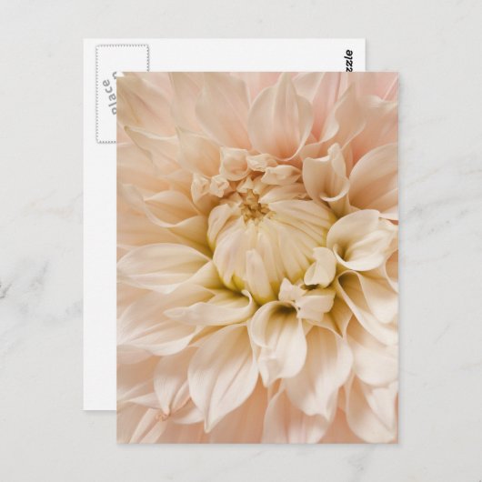 Pfirsich, Rosa, Weiß und Creme Dahlia - Dahlias Postkarte (Vorne/Hinten)