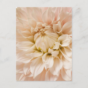 Pfirsich, Rosa, Weiß und Creme Dahlia - Dahlias Postkarte