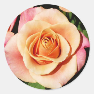 Pfirsich-Rosen-Aufkleber Runder Aufkleber