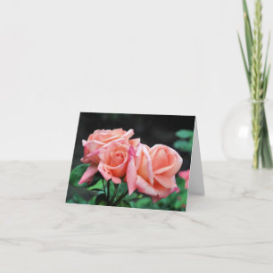 Pfirsich-Rosen-Trio-Blumenfotografie