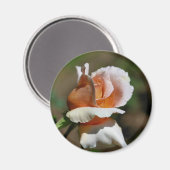 Pfirsich-Rosenknospe-Blumen-Fotografie-Magnet Magnet (Vorderseite/Rückseite)