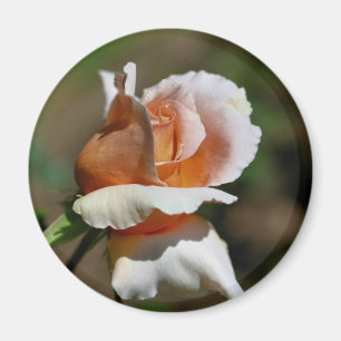 Pfirsich-Rosenknospe-Blumen-Fotografie-Magnet Magnet