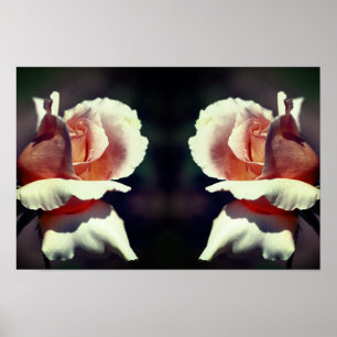 Pfirsich-Rospen-Blumen-Spiegel-Natur-Kunst Poster