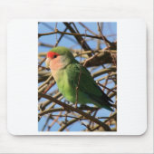 Pfirsich stellte Lovebird gegenüber Mousepad (Vorne)