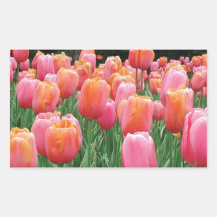 Pfirsich und Pink Tulips Rechteckiger Aufkleber
