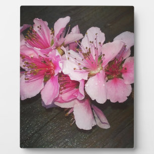 Pfirsichblüten Fotoplatte