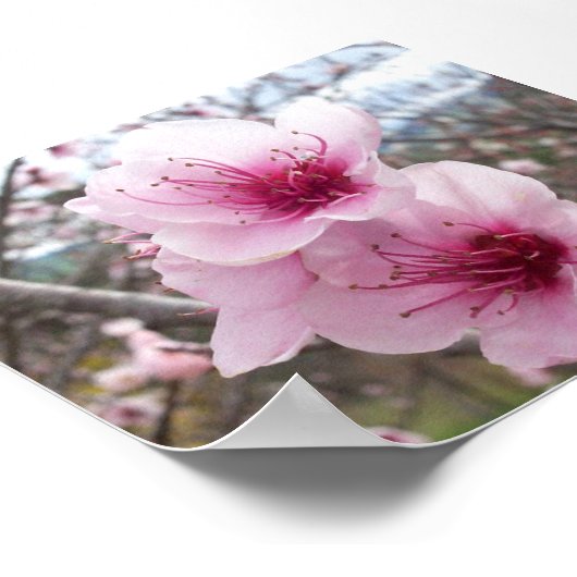 Pfirsichblüten Poster (Ecke)