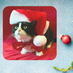 Pfirsiche der Tuxedo Katzen Weihnachtskleber Quadratischer Aufkleber