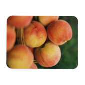 Pfirsiche Magnet (Horizontal)