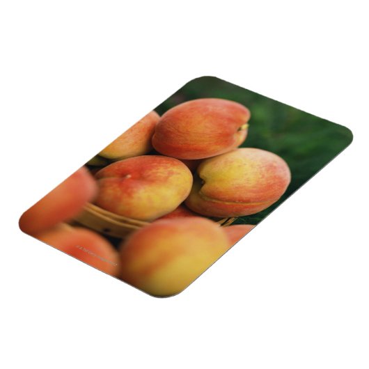 Pfirsiche Magnet (Linke Seite)
