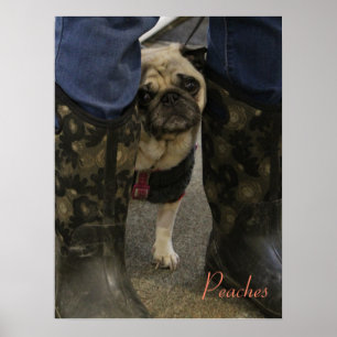 Pfirsiche Poster